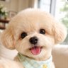 すのうりぃ's profile picture