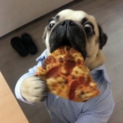 pugpuggg's profile picture
