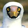 The Masked Booby profil fotoğrafı