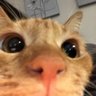 Gato Amarelo profil fotoğrafı