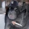 Baseball Rat profil fotoğrafı