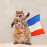 CHATON CITOYEN Parfait 🇨🇵🏴☠️⚔️ profil fotoğrafı