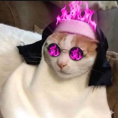 Josi do Bolo 🎂 𐚁's profile picture