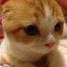 Rin ◡̈ profil fotoğrafı