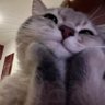 Daisy Yoodle's profile picture