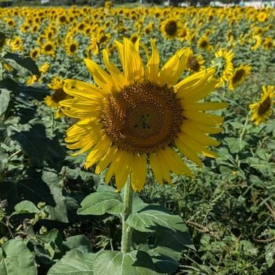 おかやマニア's profile picture