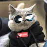Profilbild von سروكي