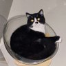 Guaskreal's profile picture