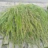wangyixuan 的头像