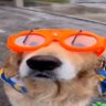 Dr. yard's profile picture
