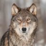 Profilbild von CarnivoraNation