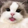 Enola #BringBackValko 🐺 profil fotoğrafı