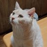 Profilbild von ヴォワチュール◢₄₆🚗🐈⌚