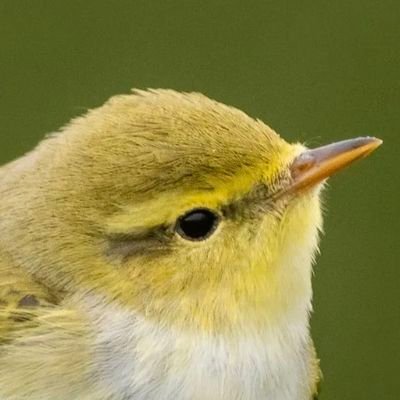 AddeyNick's profile picture