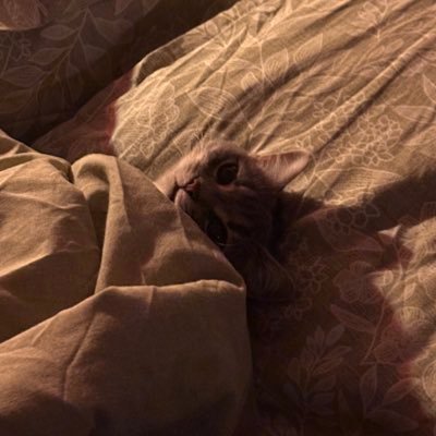 çitlembik zeyno's profile picture