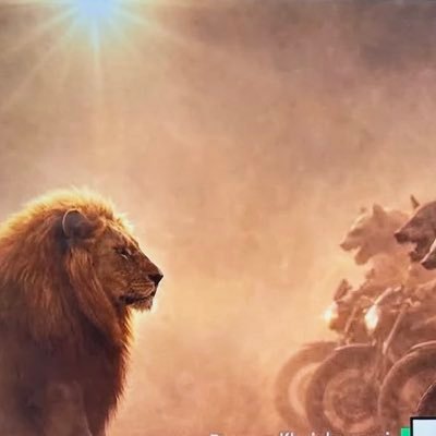 Lion&Sun's profile picture