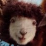 Фото профиля 🐑
