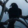 le Corbeau🐦‍⬛'s profile picture