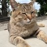 スズカ profil fotoğrafı