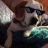 Profilbild von benjiidawg™️