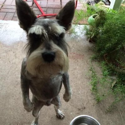 집지키는개(백수)'s profile picture