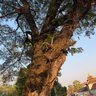 Hecheng profil fotoğrafı