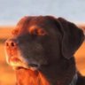 Delblondo.hl profil fotoğrafı