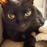 Speckled Alabaster's profile picture