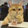 oggz's profile picture