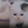 nokko2 profil fotoğrafı