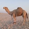 Фото профиля ابو عمر النفيعي
