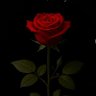 Rose of south profil fotoğrafı