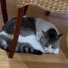 Фото профиля 推しの前ではイエスマン(7代目)
