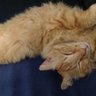 Stamatios profil fotoğrafı