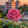 Фото профиля Ali Shab