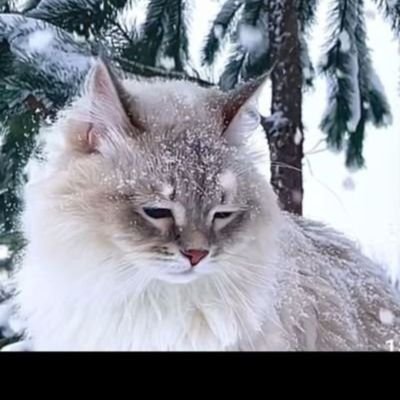 istinafHanim's profile picture