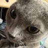 新天地(ラプラスの悪魔）'s profile picture