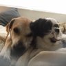 Scout & Margot’s burner profil fotoğrafı