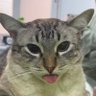 Takavara Notoba's profile picture