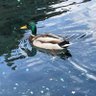 テントウムシ君 profil fotoğrafı