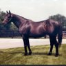 Seattle Slew's profile picture