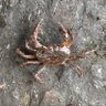 🦀かにかま🦀 profil fotoğrafı