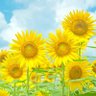 🌻🌻ひまわりの戦士🌻🌻舌戦群儒's profile picture