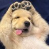 Profilbild von Ark