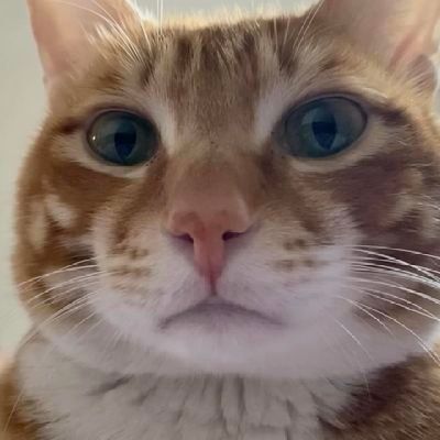 貓皇陛下🙇♀️'s profile picture