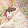 よふね's profile picture