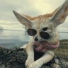 Sobaka_obiknovennaya profil fotoğrafı