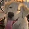 i luv my pets's profile picture