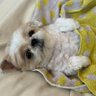 名犬おすし号&名父さん's profile picture