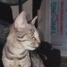 DontSmipBrr profil fotoğrafı